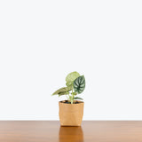 Alocasia Silver Dragon - House Plants Delivery Toronto - JOMO Studio