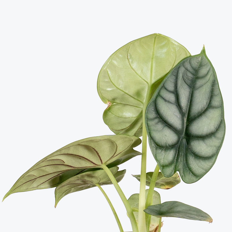 Alocasia Silver Dragon - House Plants Delivery Toronto - JOMO Studio