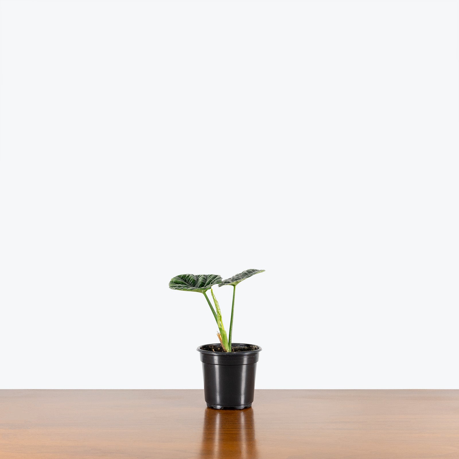 Alocasia Sinuata 'Quilted Dream' - House Plants Delivery Toronto - JOMO Studio
