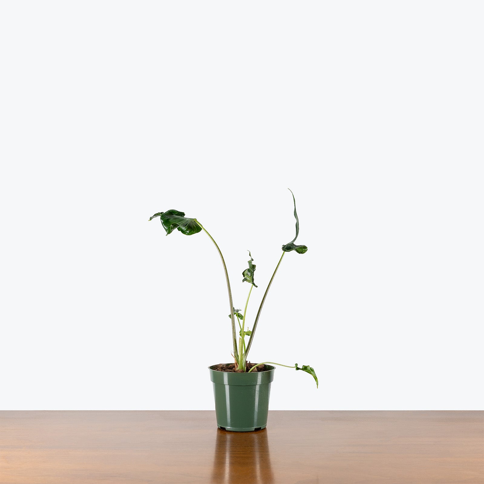 Alocasia Teletubbies | Indoor Tropical Plants & Houseplants for Delivery | Care Guide and Pro Tips