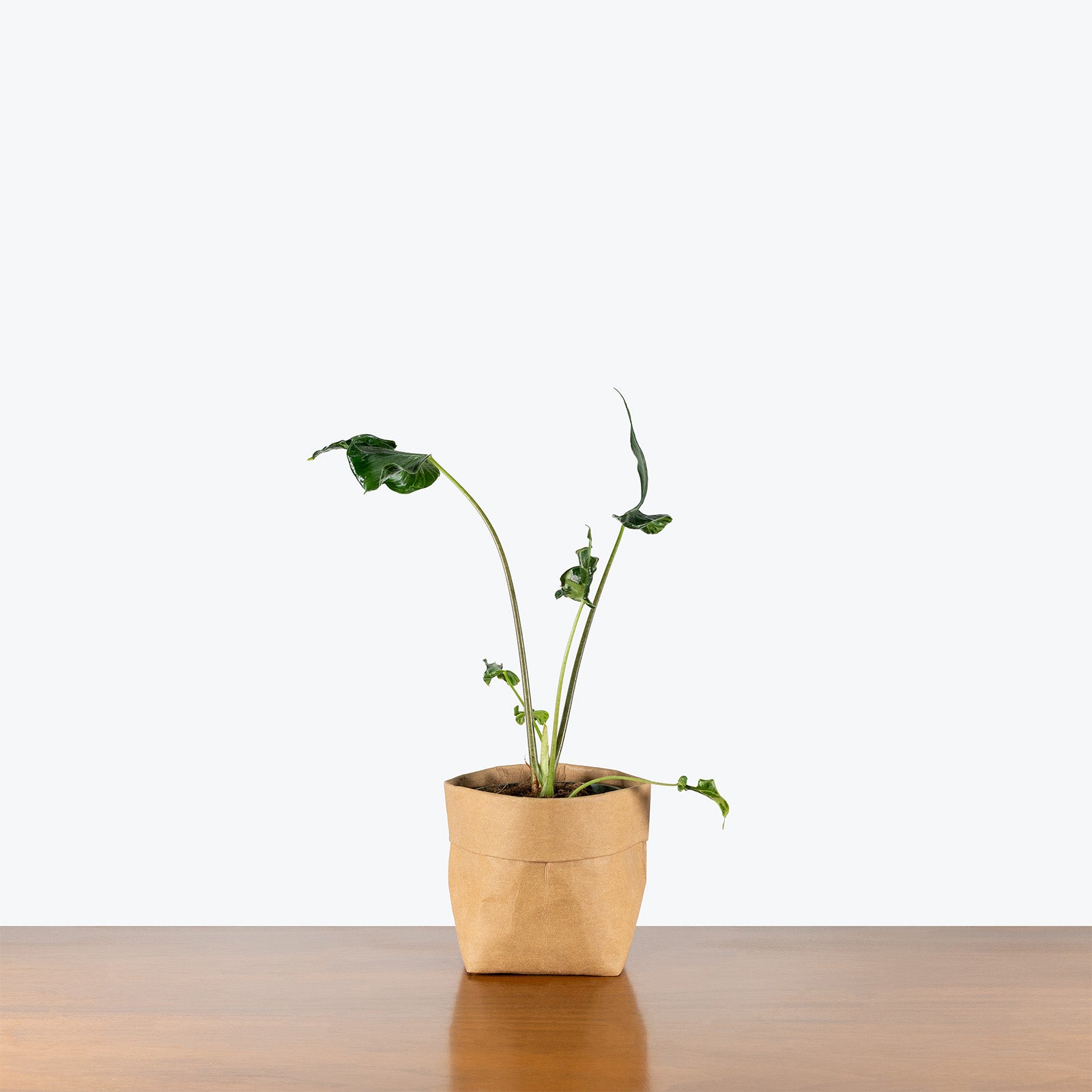 Alocasia Teletubbies | Indoor Tropical Plants & Houseplants for Delivery | Care Guide and Pro Tips