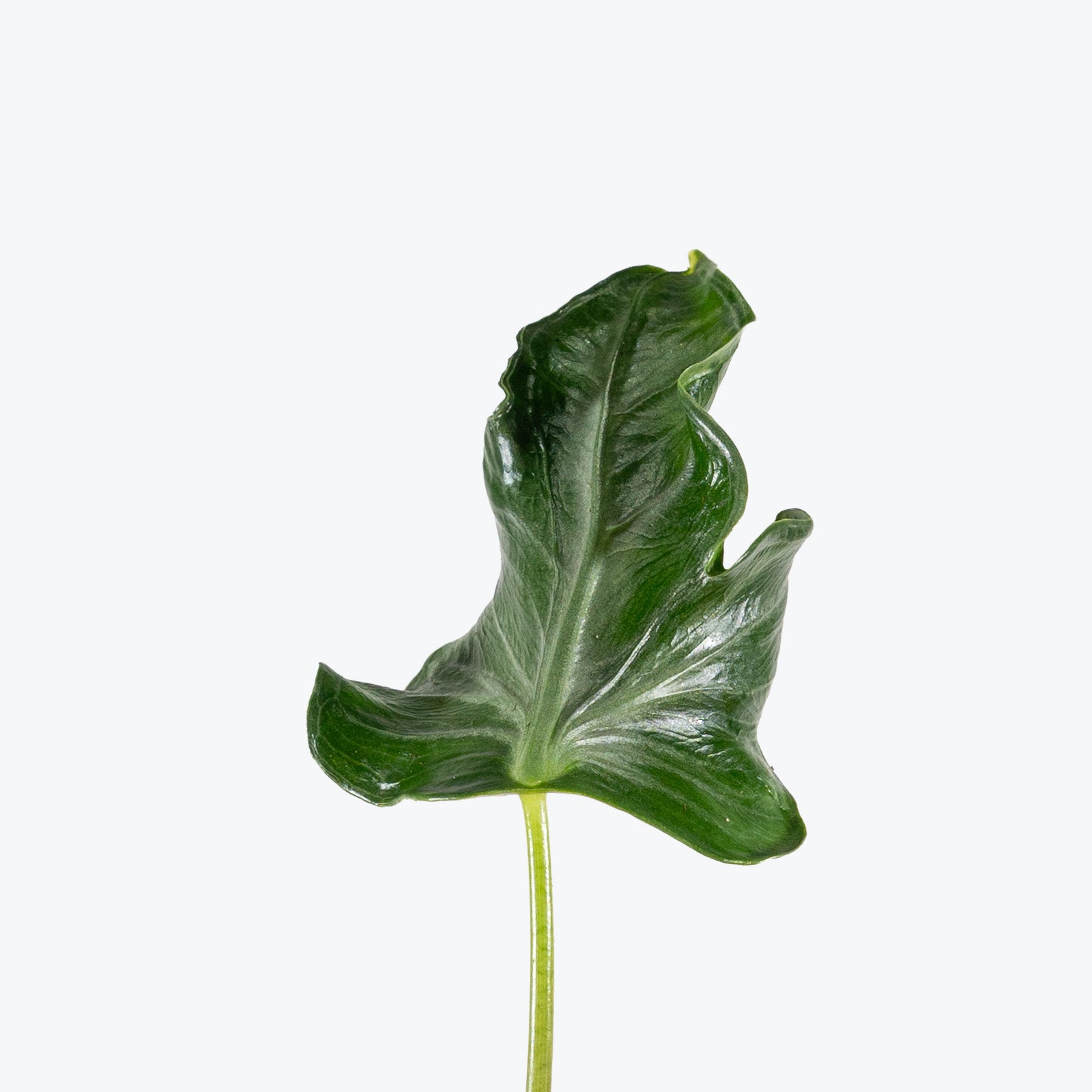 Alocasia Teletubbies | Indoor Tropical Plants & Houseplants for Delivery | Care Guide and Pro Tips