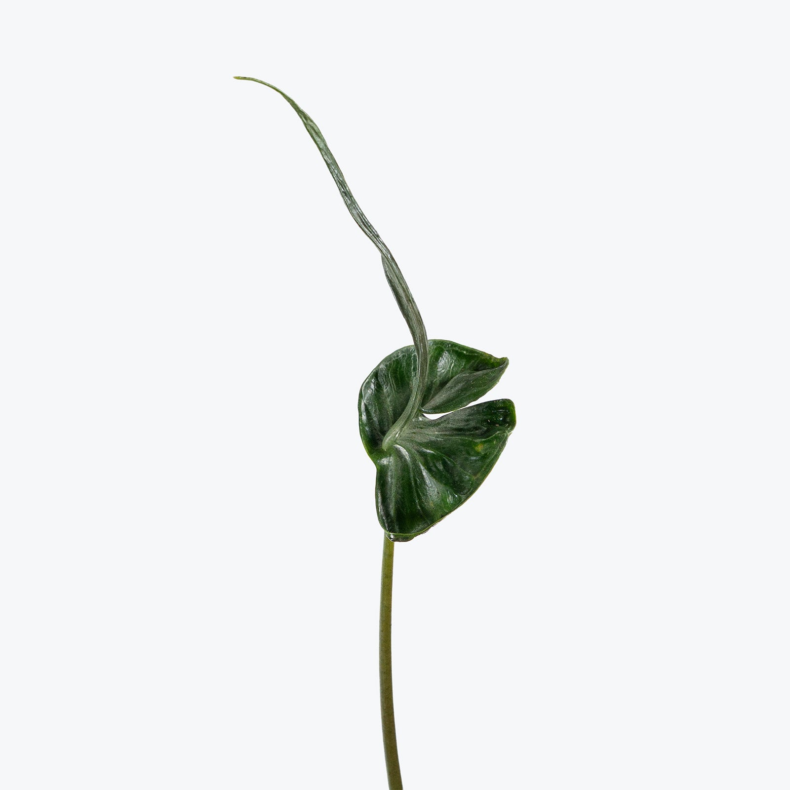 Alocasia Teletubbies | Indoor Tropical Plants & Houseplants for Delivery | Care Guide and Pro Tips