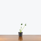 Alocasia Triangularis — 4" Pot