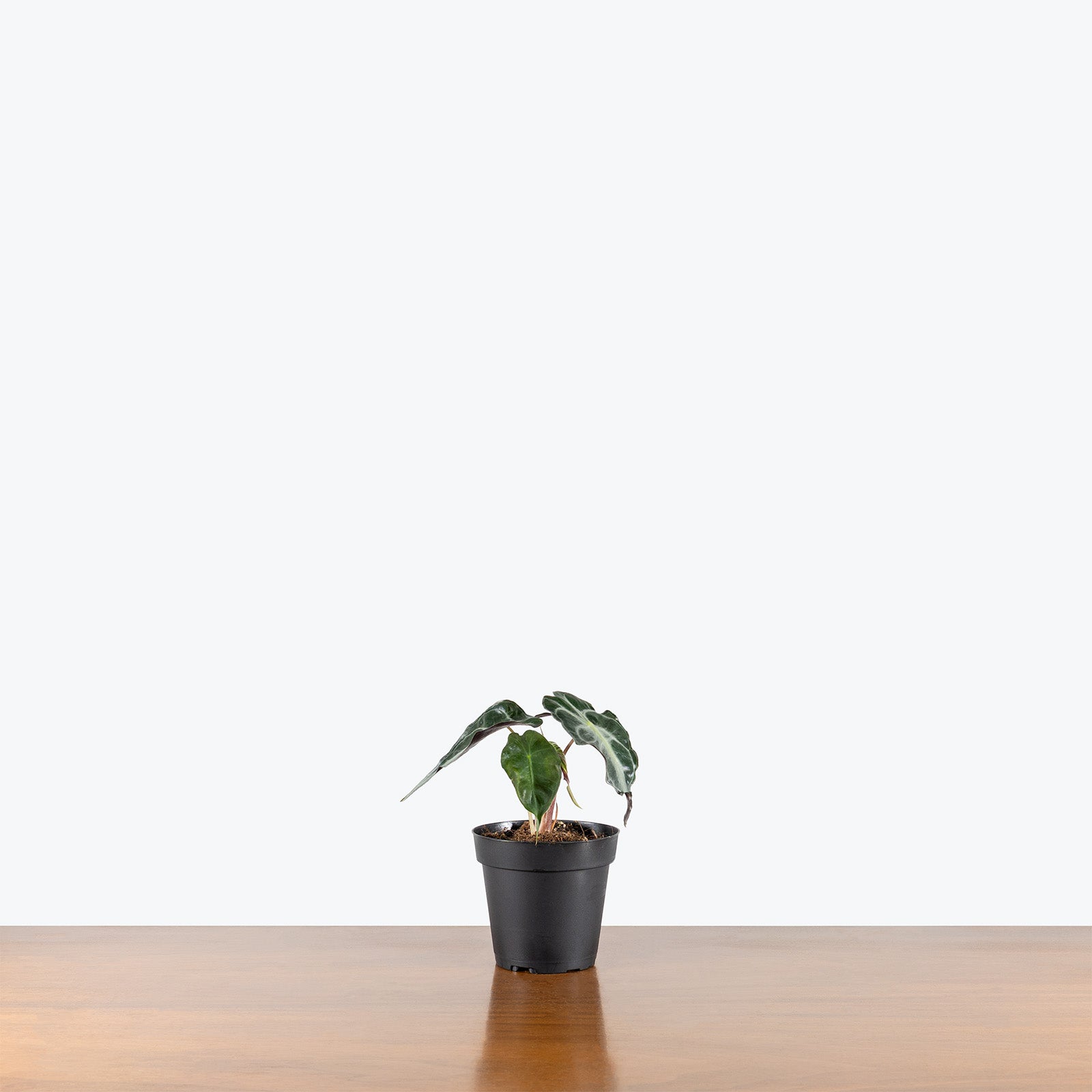 Alocasia Venom | Indoor Tropical Plants & Houseplants for Delivery | Care Guide and Pro Tips