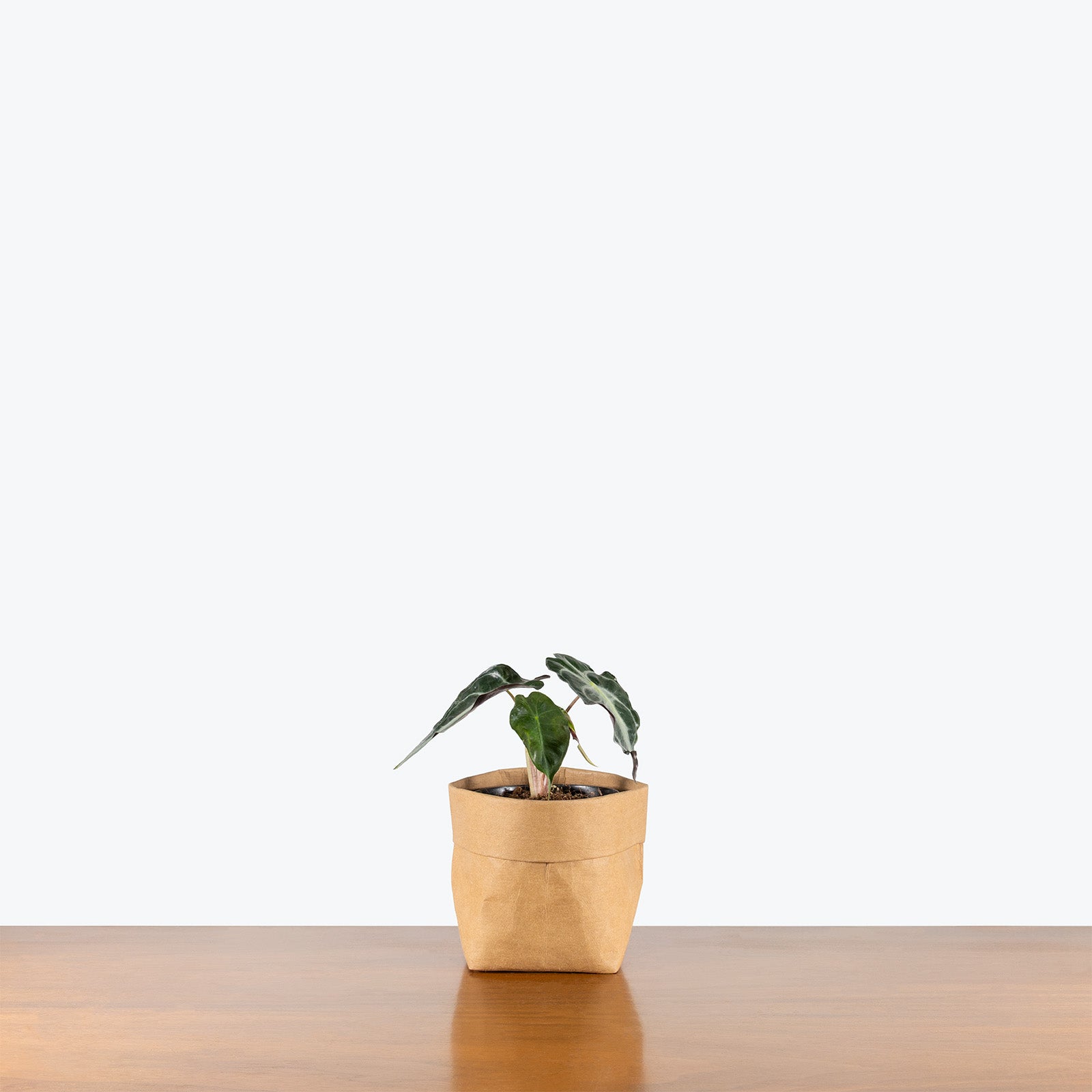 Alocasia Venom | Indoor Tropical Plants & Houseplants for Delivery | Care Guide and Pro Tips