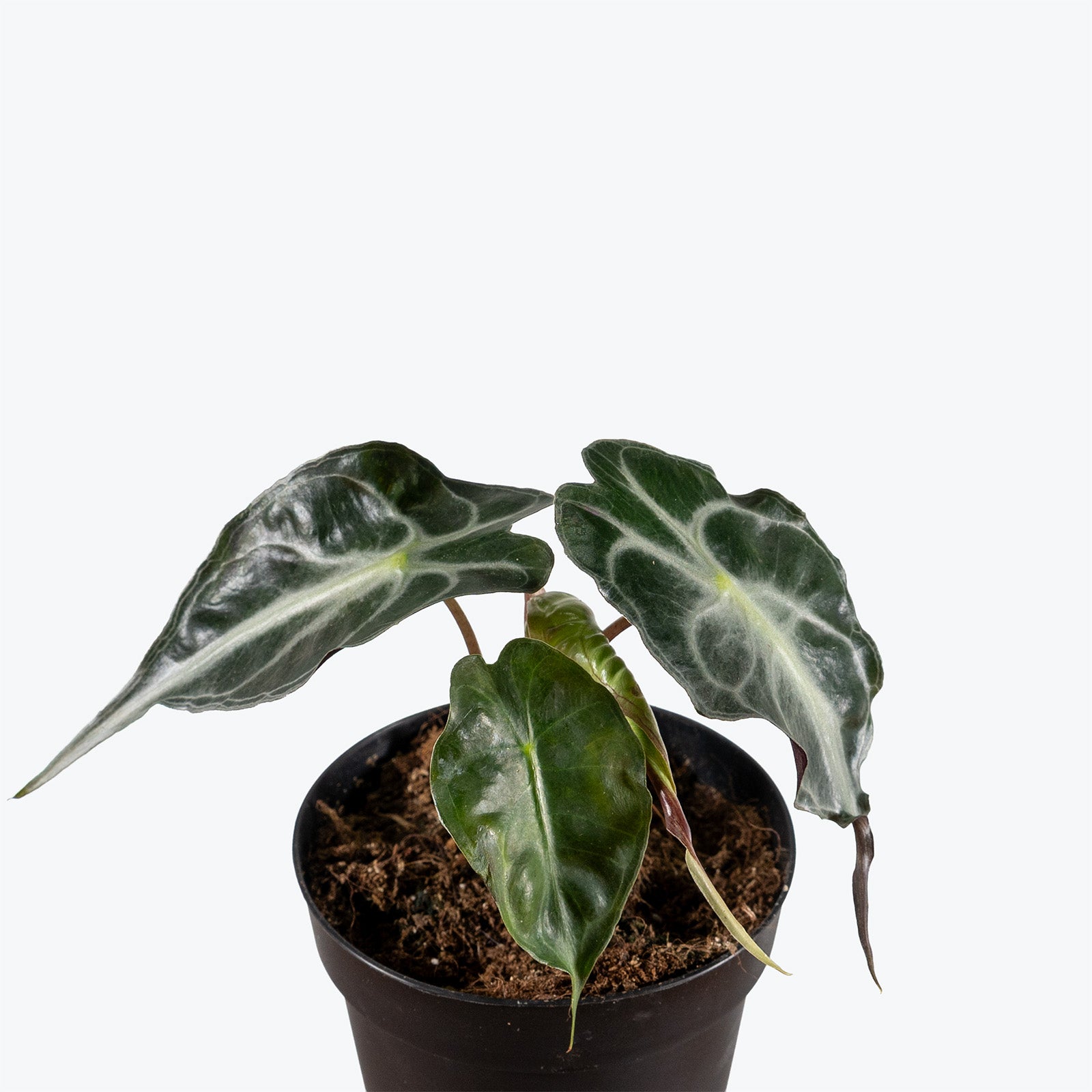 【SALE】アロカシア ヴェノム Alocasia 'Venom' s245 Secret Bazaar | _ 『 アロカシア・ヴェノム(ベノム) 』 Alocasia