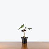 Alocasia Watsoniana — 4" Pot