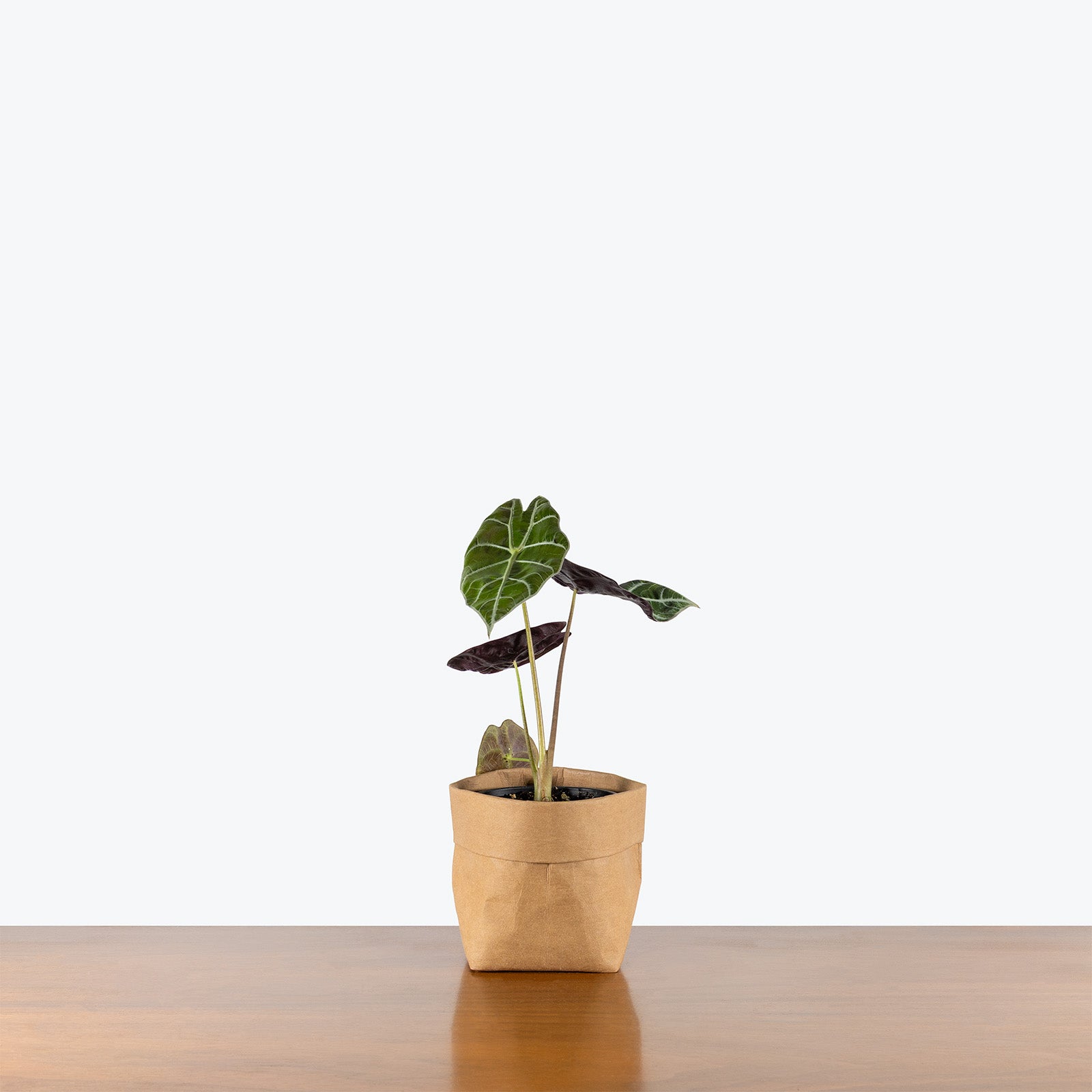 Alocasia Watsoniana | Care Guide and Pro Tips - Delivery from Toronto across Canada - JOMO Studio