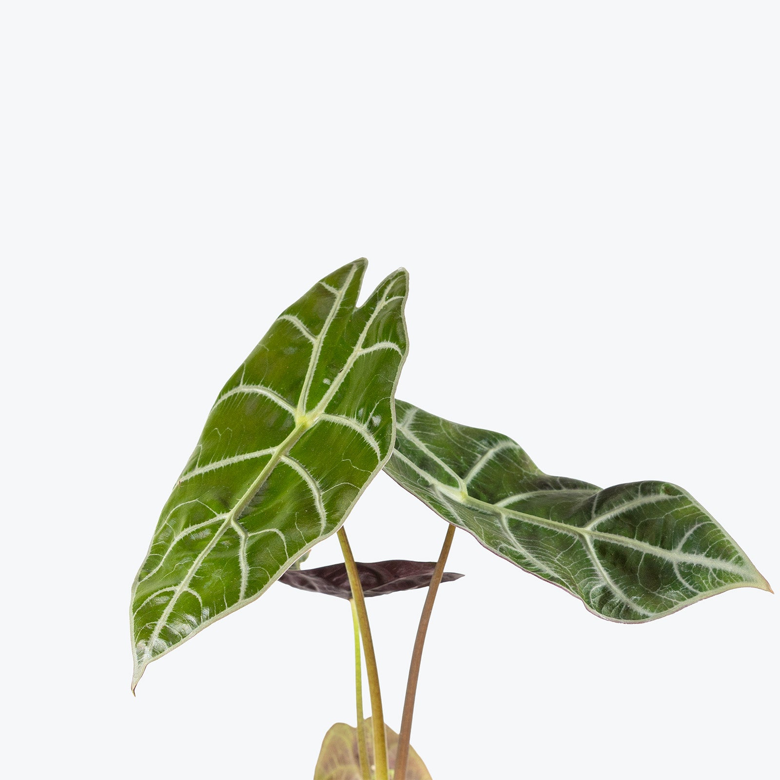 Alocasia Watsoniana | Care Guide and Pro Tips - Delivery from Toronto across Canada - JOMO Studio