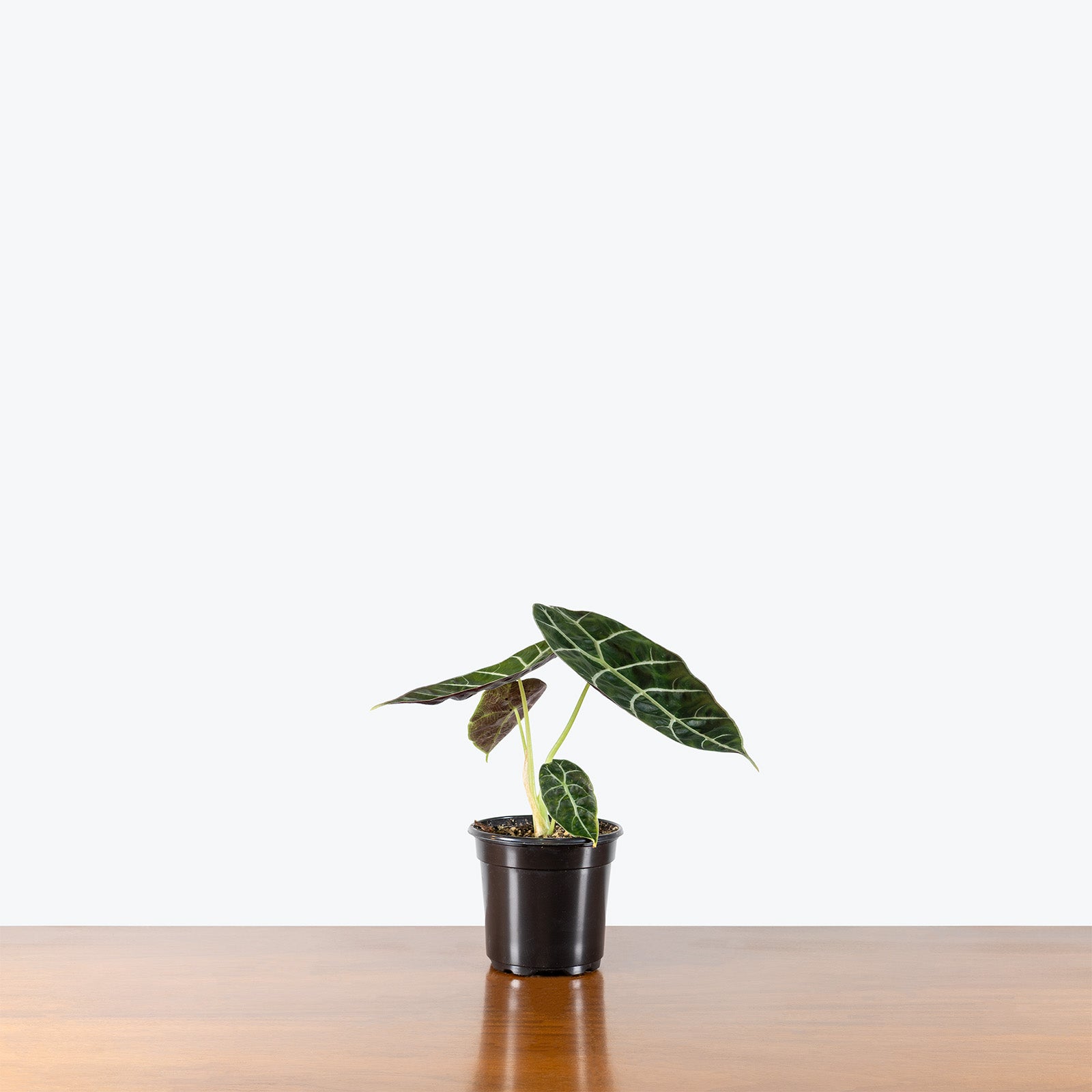 Alocasia Watsoniana Doff | Care Guide and Pro Tips - Delivery from Toronto across Canada - JOMO Studio