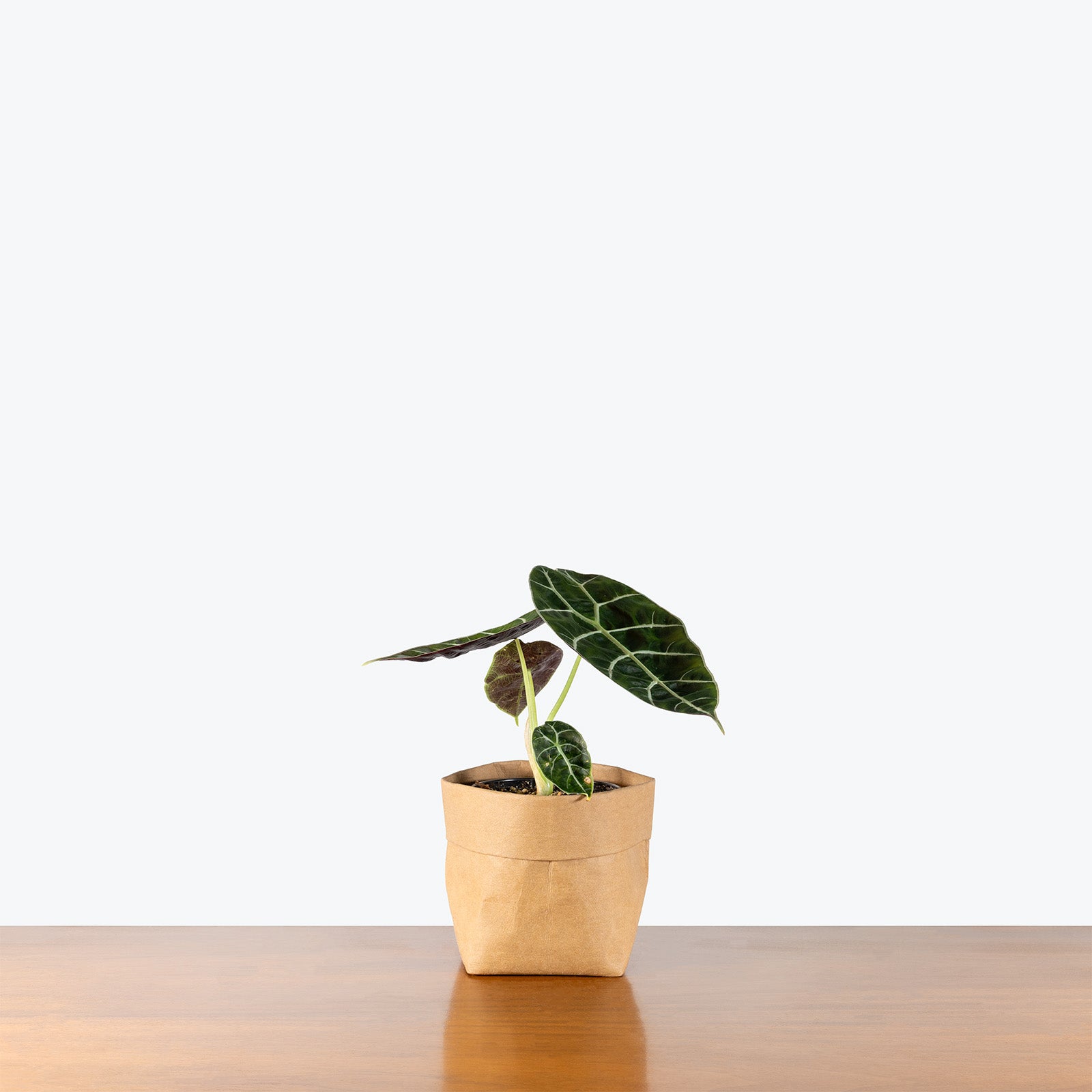 Alocasia Watsoniana Doff | Care Guide and Pro Tips - Delivery from Toronto across Canada - JOMO Studio