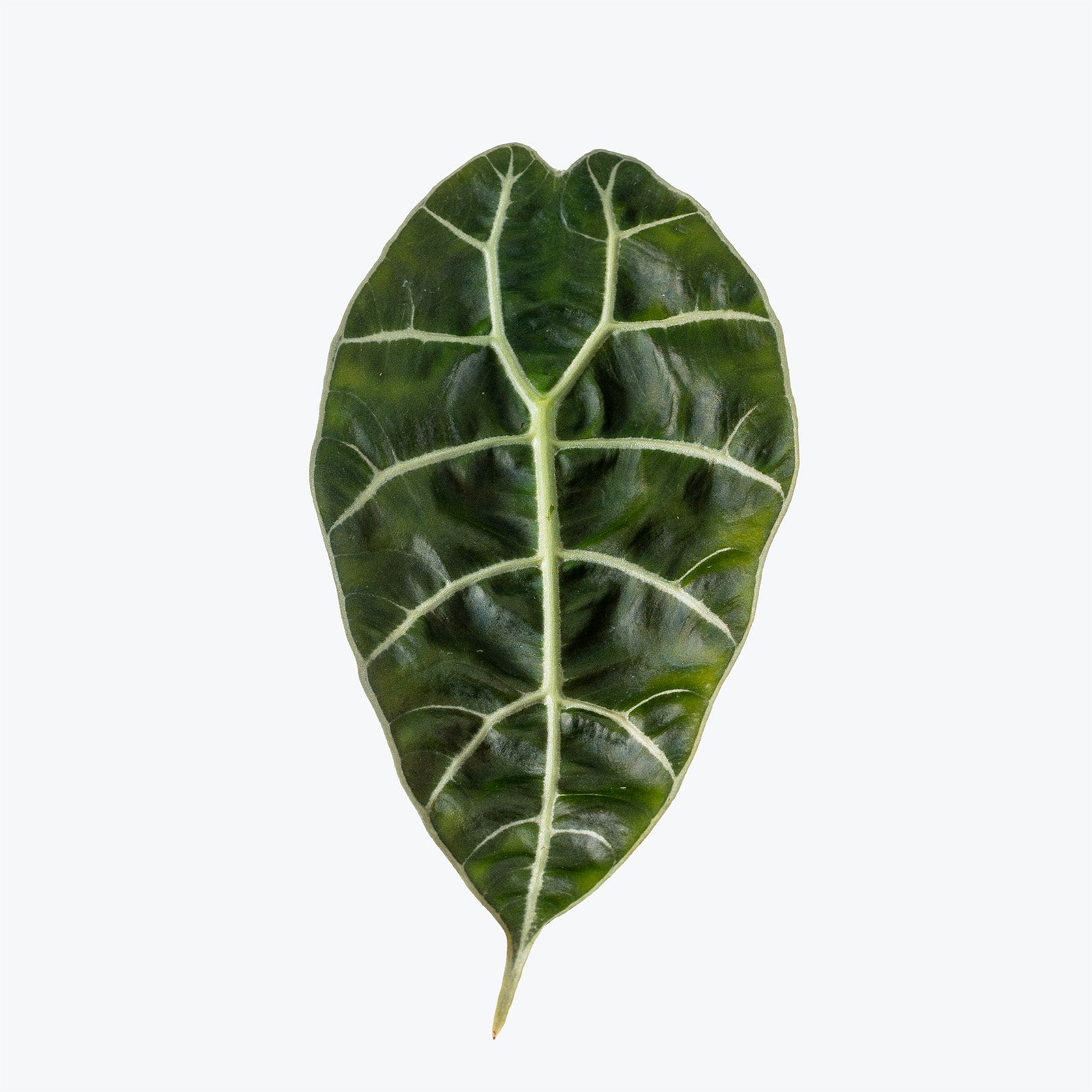 Alocasia Watsoniana Doff | Care Guide and Pro Tips - Delivery from Toronto across Canada - JOMO Studio