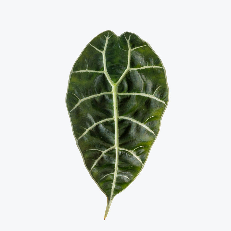 Alocasia Watsoniana Doff | Care Guide and Pro Tips - Delivery from Toronto across Canada - JOMO Studio