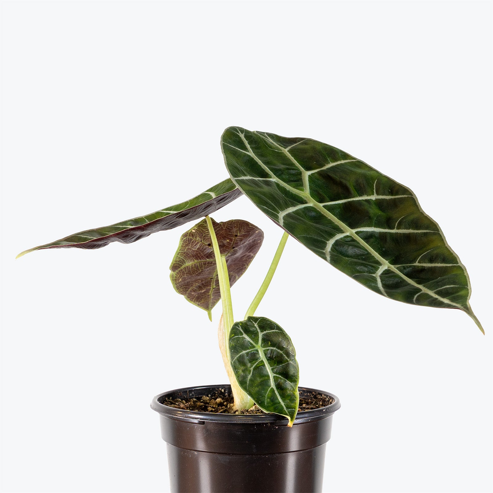 Alocasia Watsoniana Doff | Care Guide and Pro Tips - Delivery from Toronto across Canada - JOMO Studio