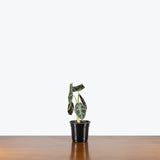 Alocasia Watsoniana Lightning — 4" Pot (blemishes expected)