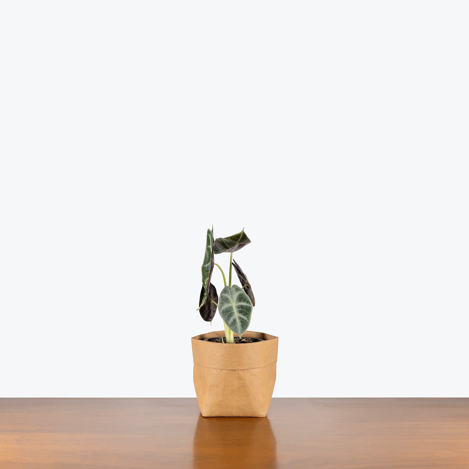 Alocasia Watsoniana Lightning | Care Guide and Pro Tips - Delivery from Toronto across Canada - JOMO Studio