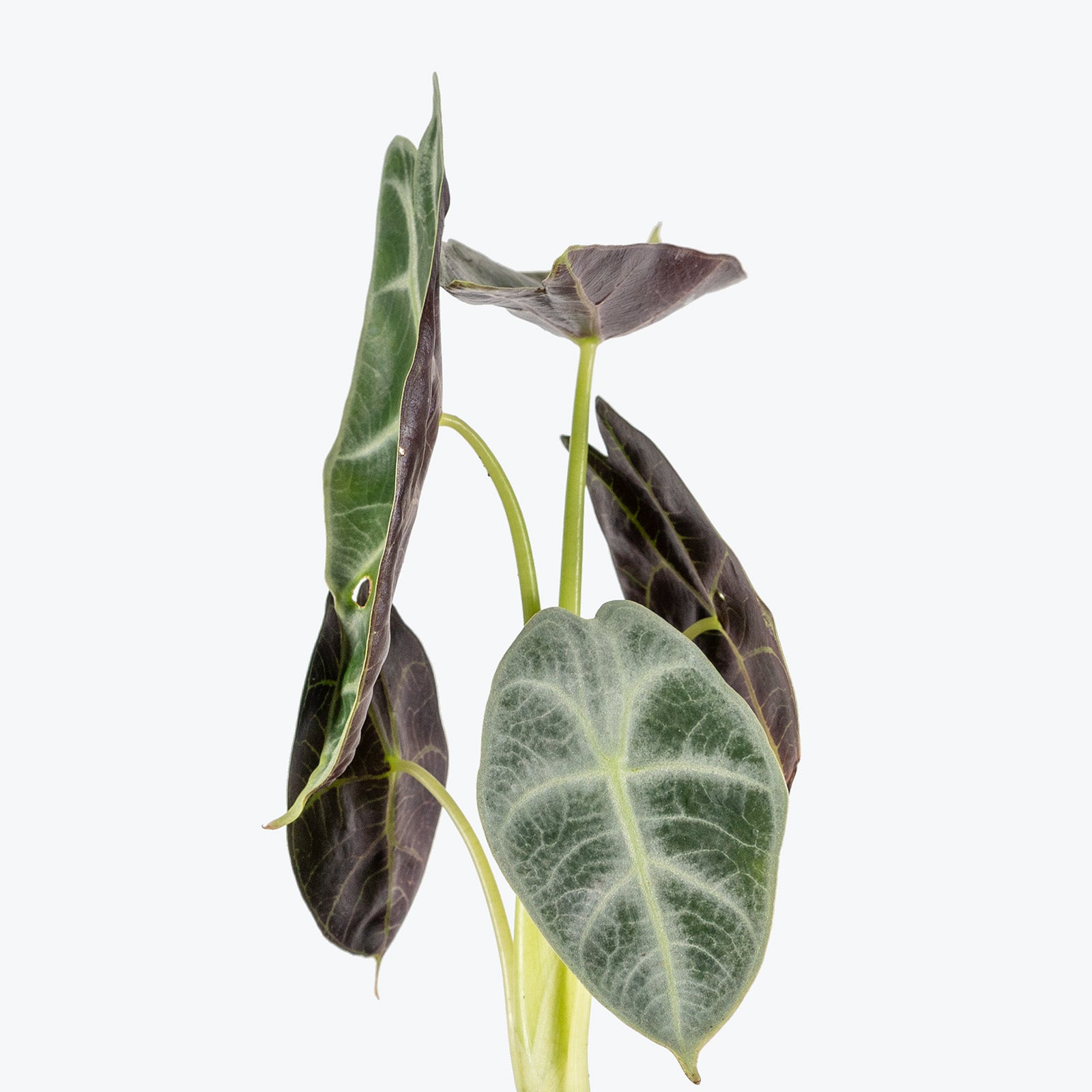 Alocasia Watsoniana Lightning | Care Guide and Pro Tips - Delivery from Toronto across Canada - JOMO Studio