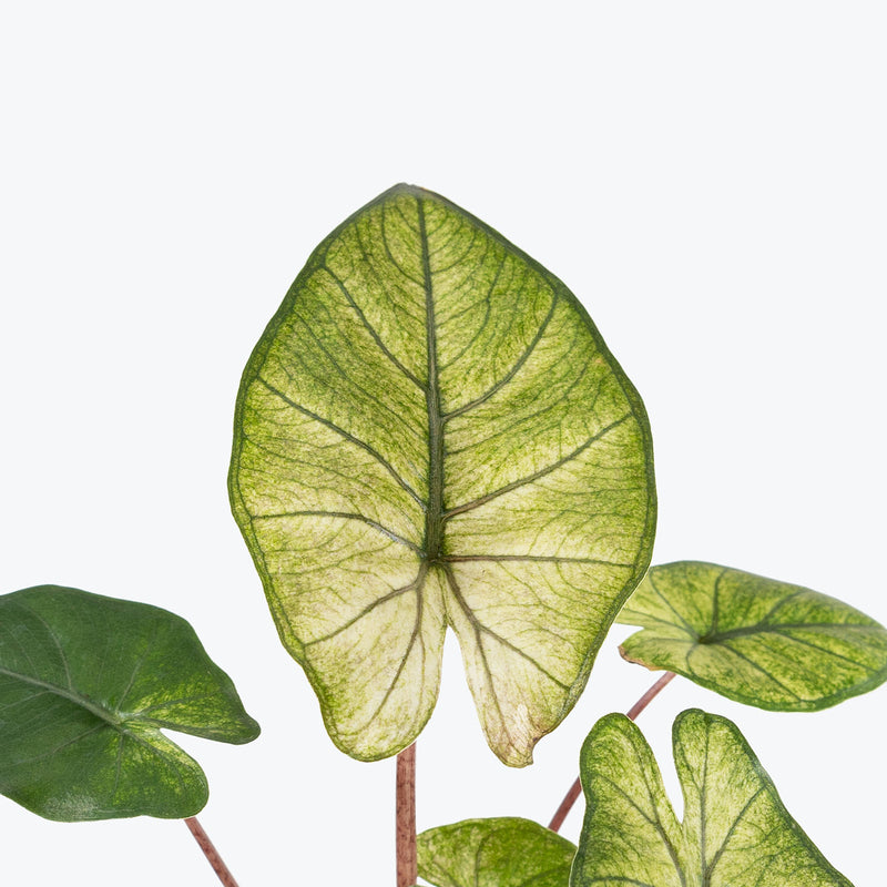 Alocasia Yucatan Mint | Care Guide and Pro Tips - Delivery from Toronto across Canada - JOMO Studio