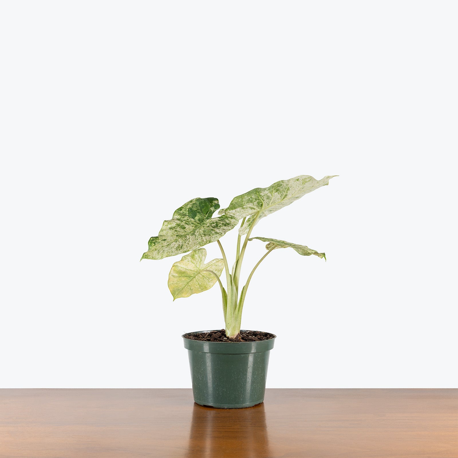 Alocasia Macrorrhiza Camouflage Variegata | Grow and Care Tips - House Plants Delivery Toronto Canada - JOMO Studio