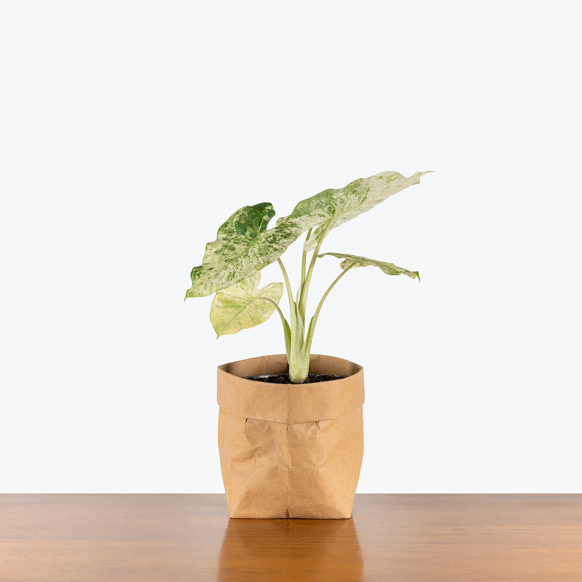 Alocasia Macrorrhiza Camouflage Variegata | Grow and Care Tips - House  Plants Delivery Toronto Canada