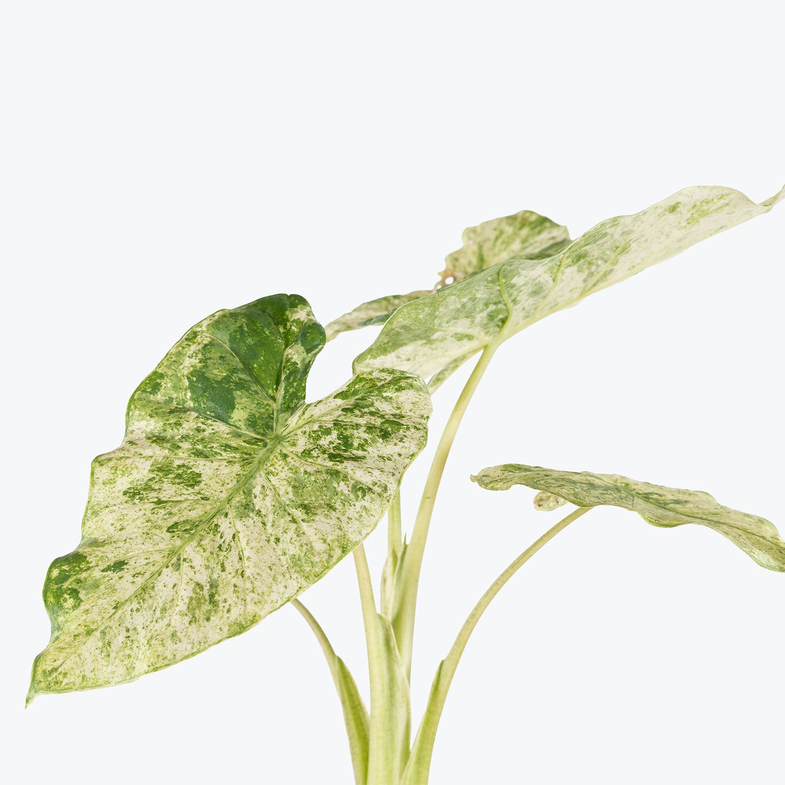Alocasia Macrorrhiza Camouflage Variegata | Grow and Care Tips - House Plants Delivery Toronto Canada - JOMO Studio
