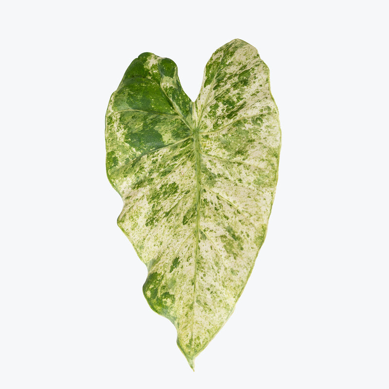 Alocasia Macrorrhiza Camouflage Variegata | Grow and Care Tips - House Plants Delivery Toronto Canada - JOMO Studio