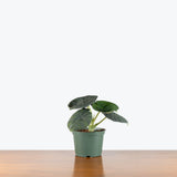Alocasia Maharani — 6" Pot