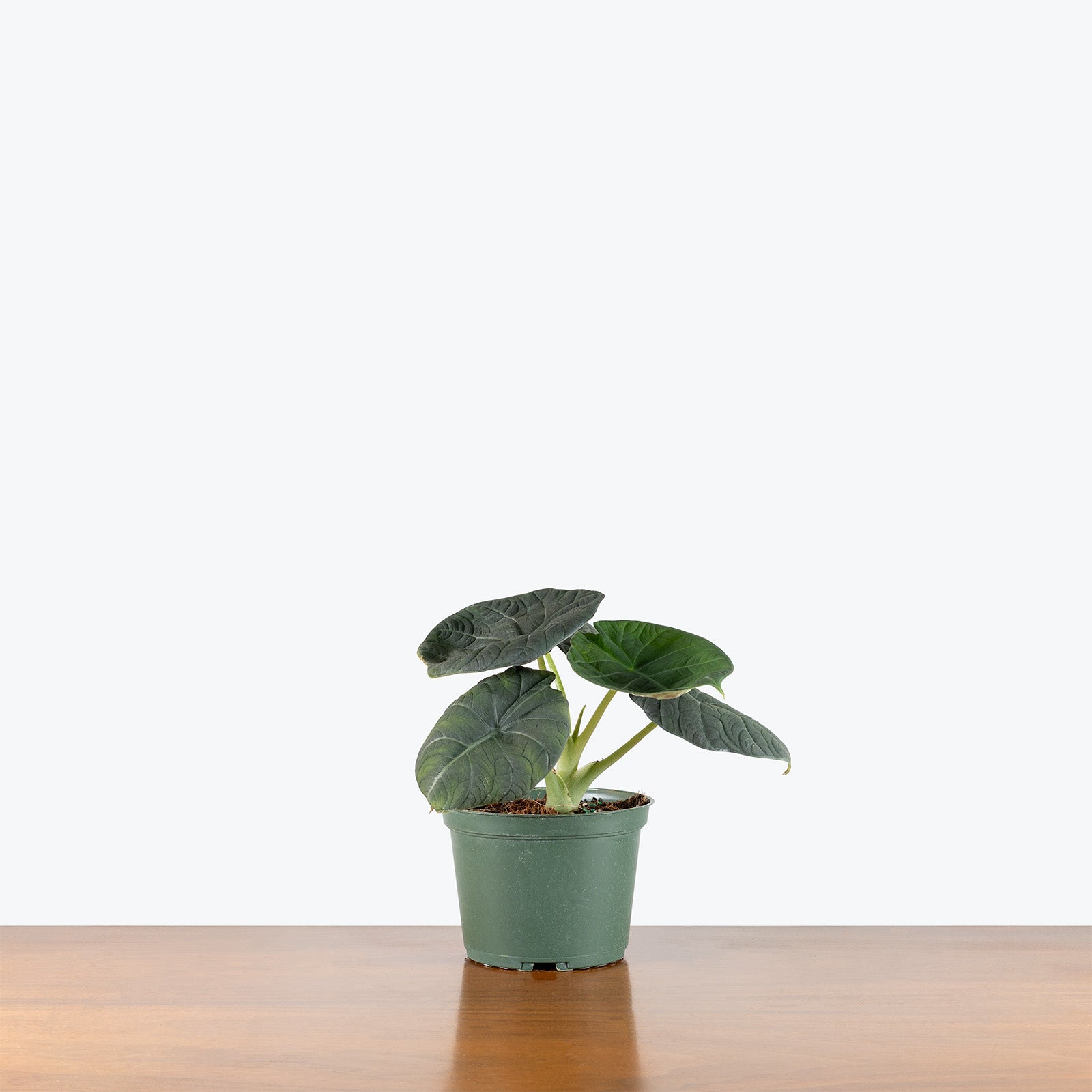 Alocasia Maharani | Indoor Tropical Plants & Houseplants for Delivery | Care Guide and Pro Tips