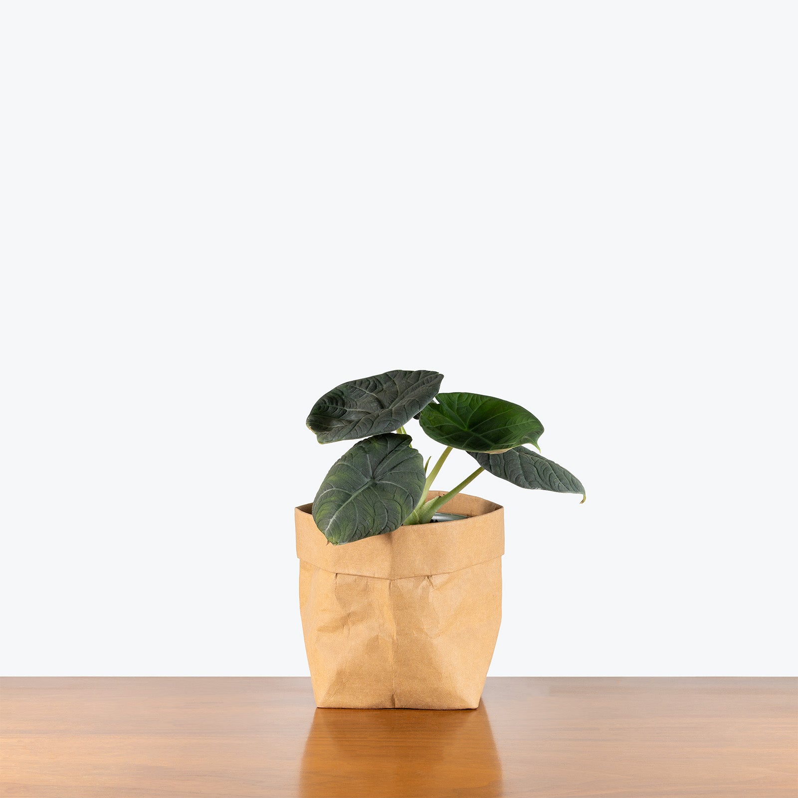 Alocasia Maharani | Indoor Tropical Plants & Houseplants for Delivery | Care Guide and Pro Tips