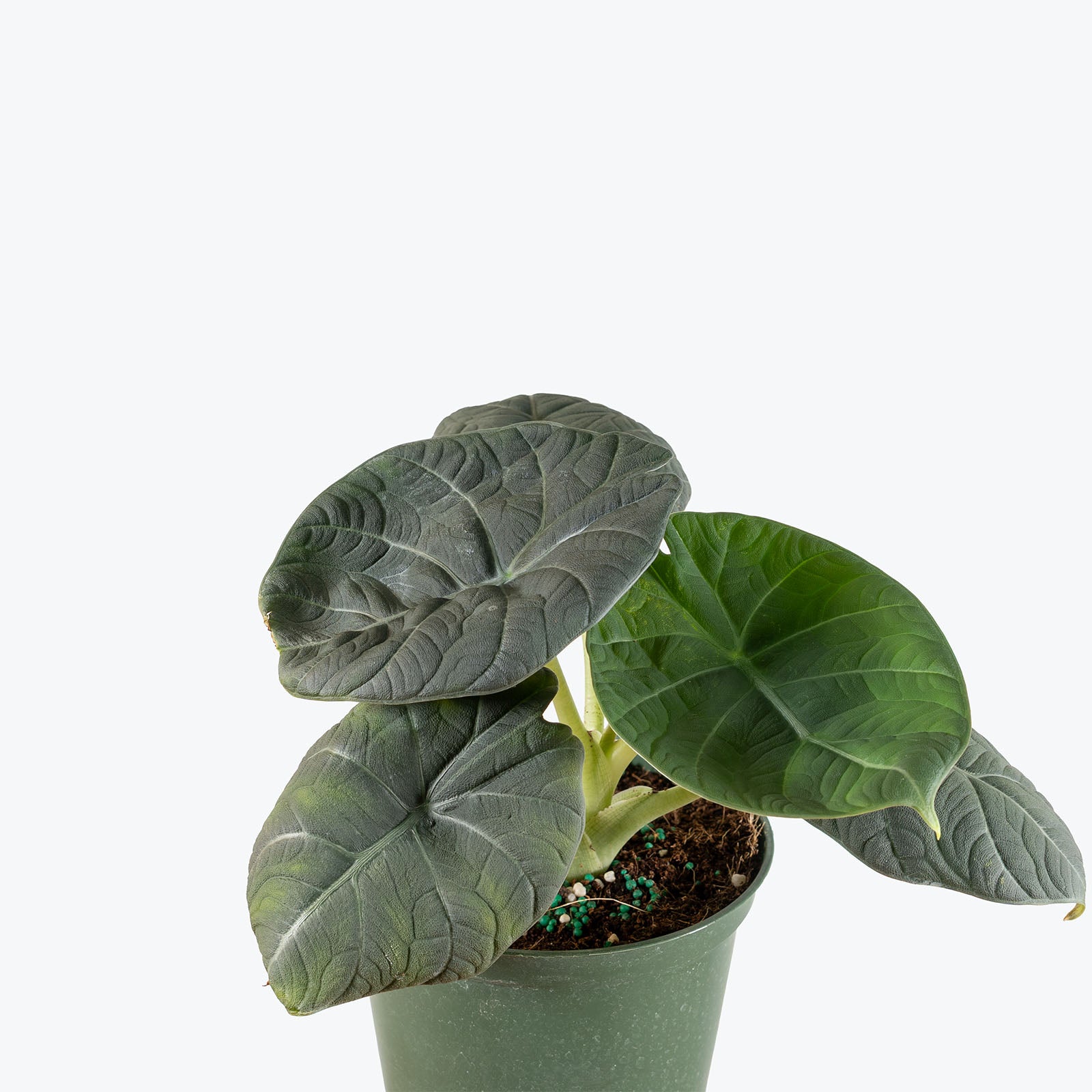 Alocasia Maharani | Indoor Tropical Plants & Houseplants for Delivery | Care Guide and Pro Tips