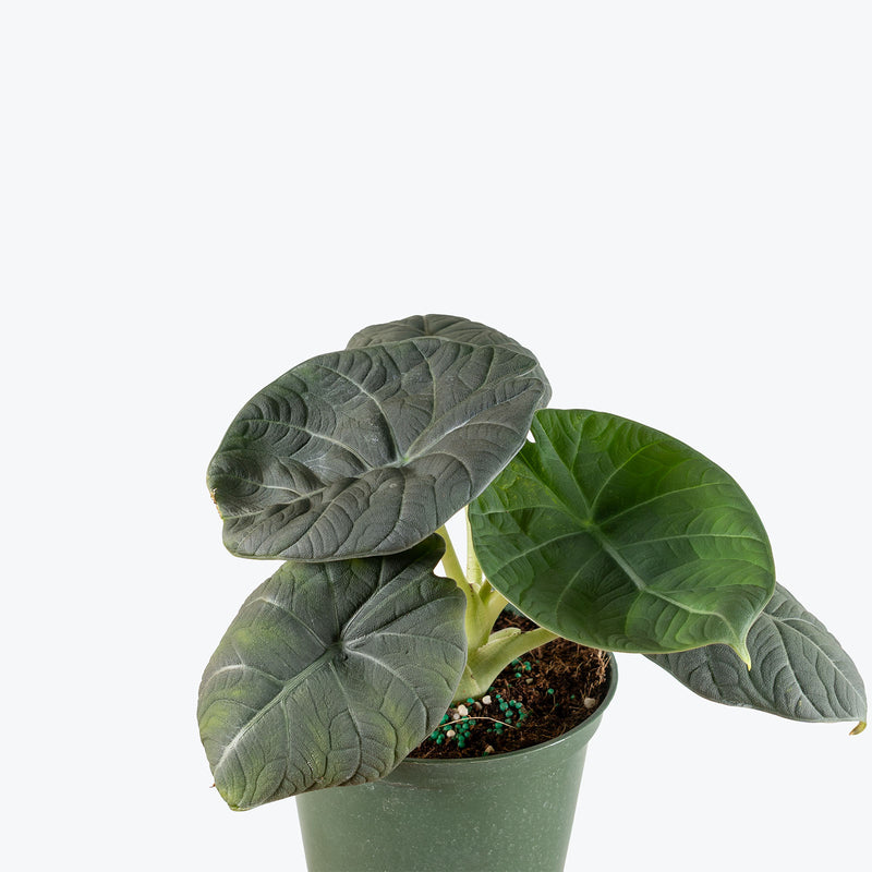 Alocasia Maharani | Indoor Tropical Plants & Houseplants for Delivery | Care Guide and Pro Tips