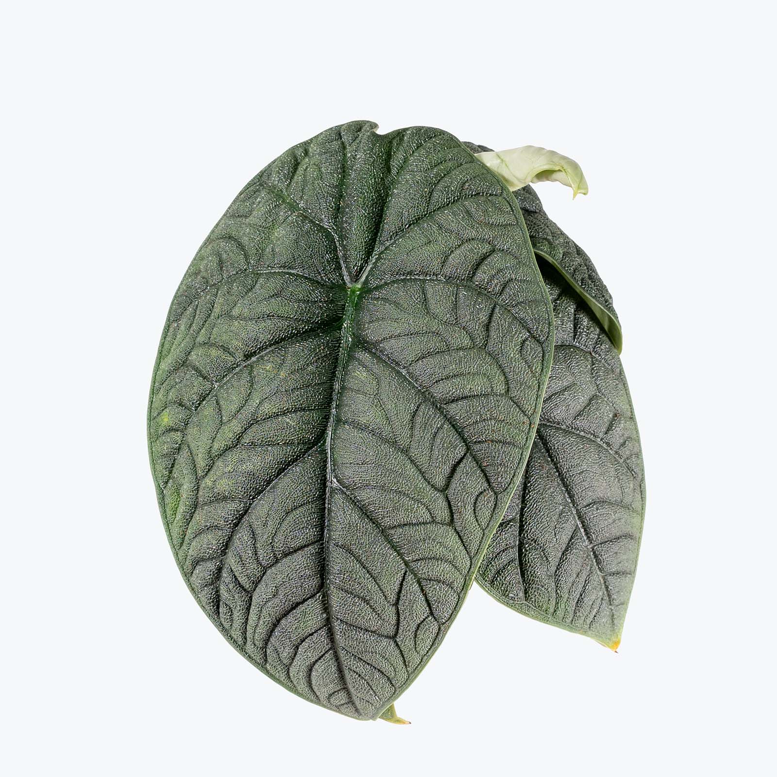 Alocasia Melo | Care Guide and Pro Tips - Delivery from Toronto across Canada - JOMO Studio
