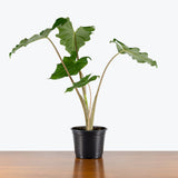 Alocasia Portora — 6" Pot