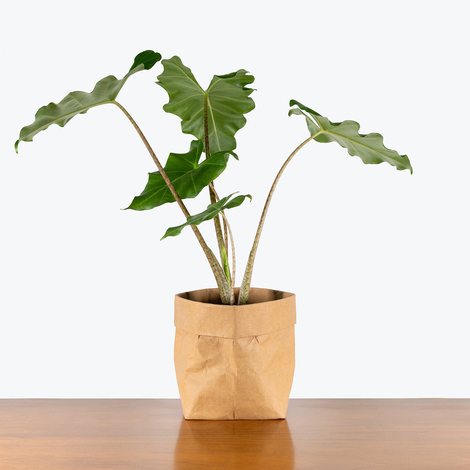 その他観葉植物 Alocasia Portora Elephant Ear (Alocasia Portora) – Plantology USA
