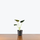 Alocasia Regal Shields — 4" Pot