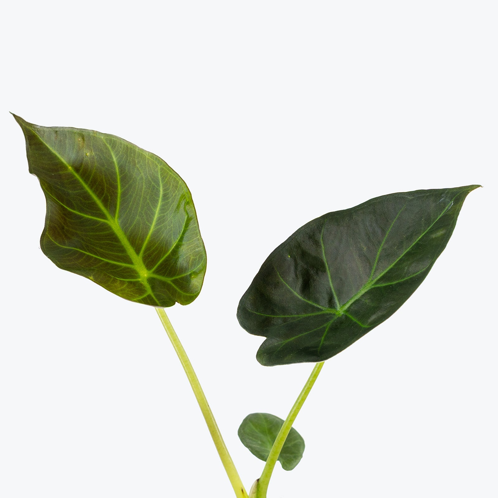 Alocasia Regal Shields | Care Guide and Pro Tips - Delivery from Toronto across Canada - JOMO Studio
