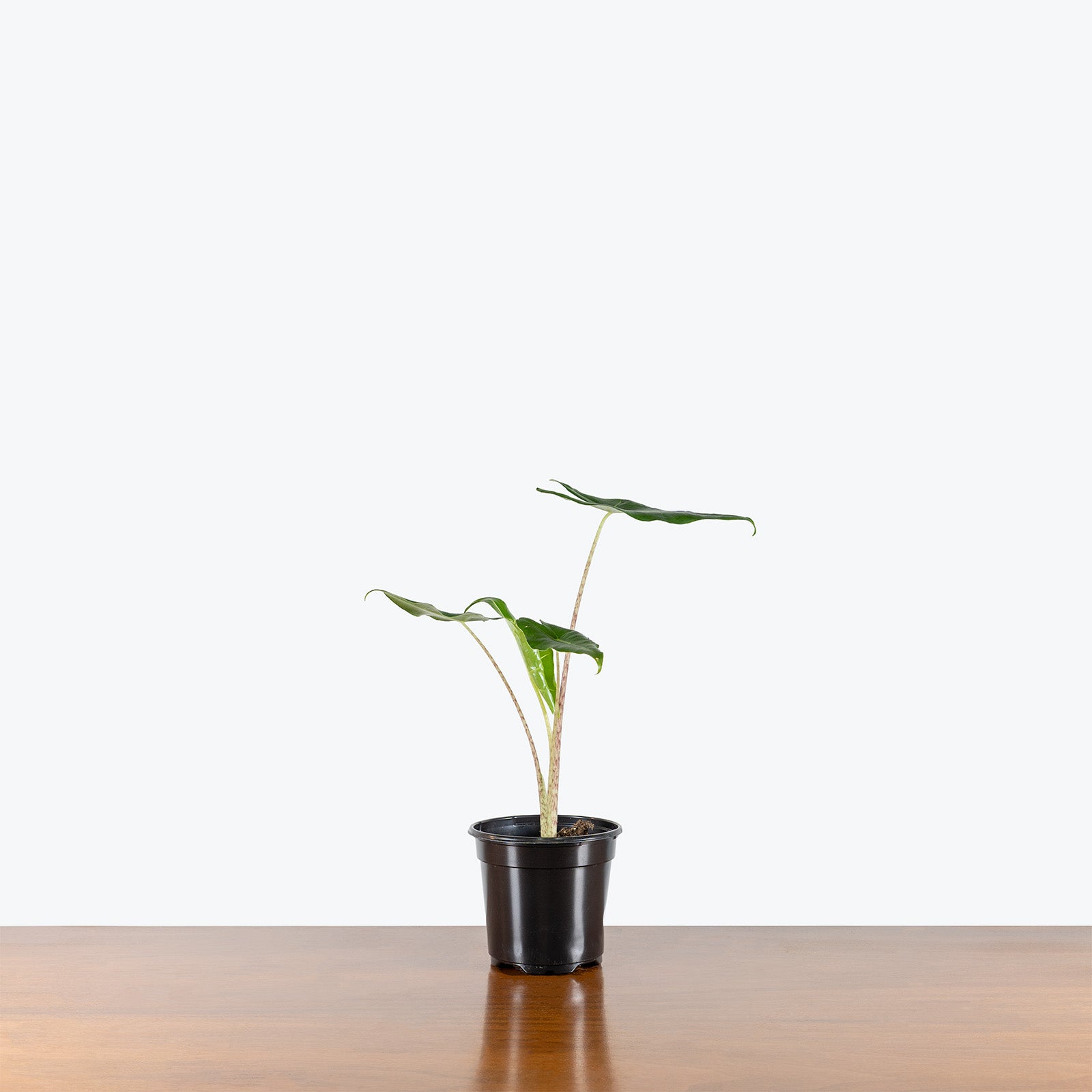 Alocasia Sarian | Care Guide and Pro Tips - Delivery from Toronto across Canada - JOMO Studio