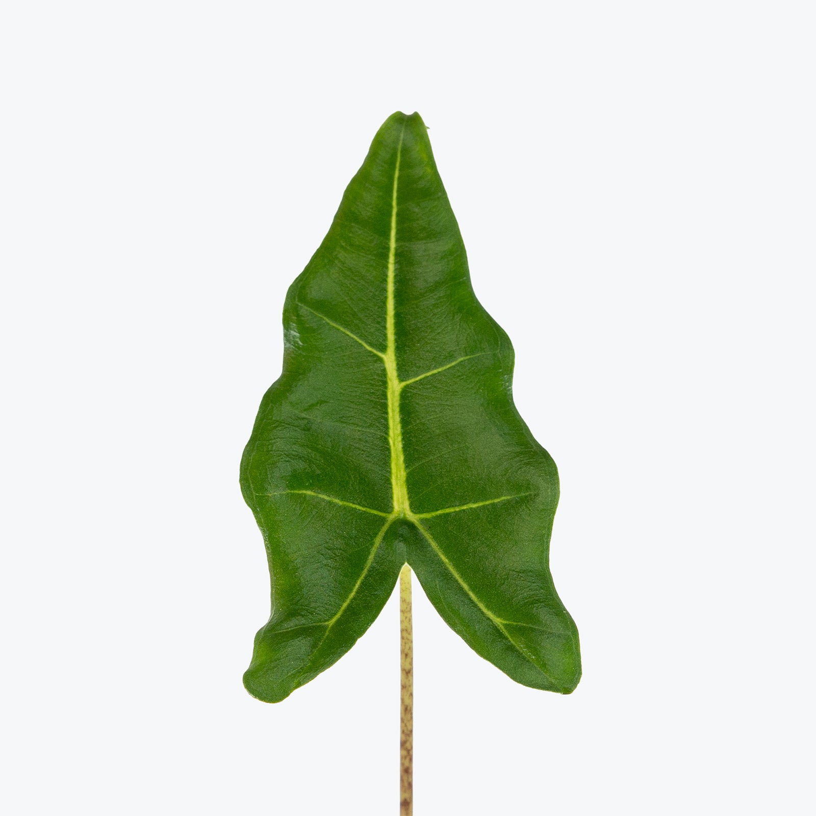 Alocasia Sarian | Care Guide and Pro Tips - Delivery from Toronto across Canada - JOMO Studio