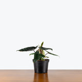 Alocasia Scalprum — 6" Pot