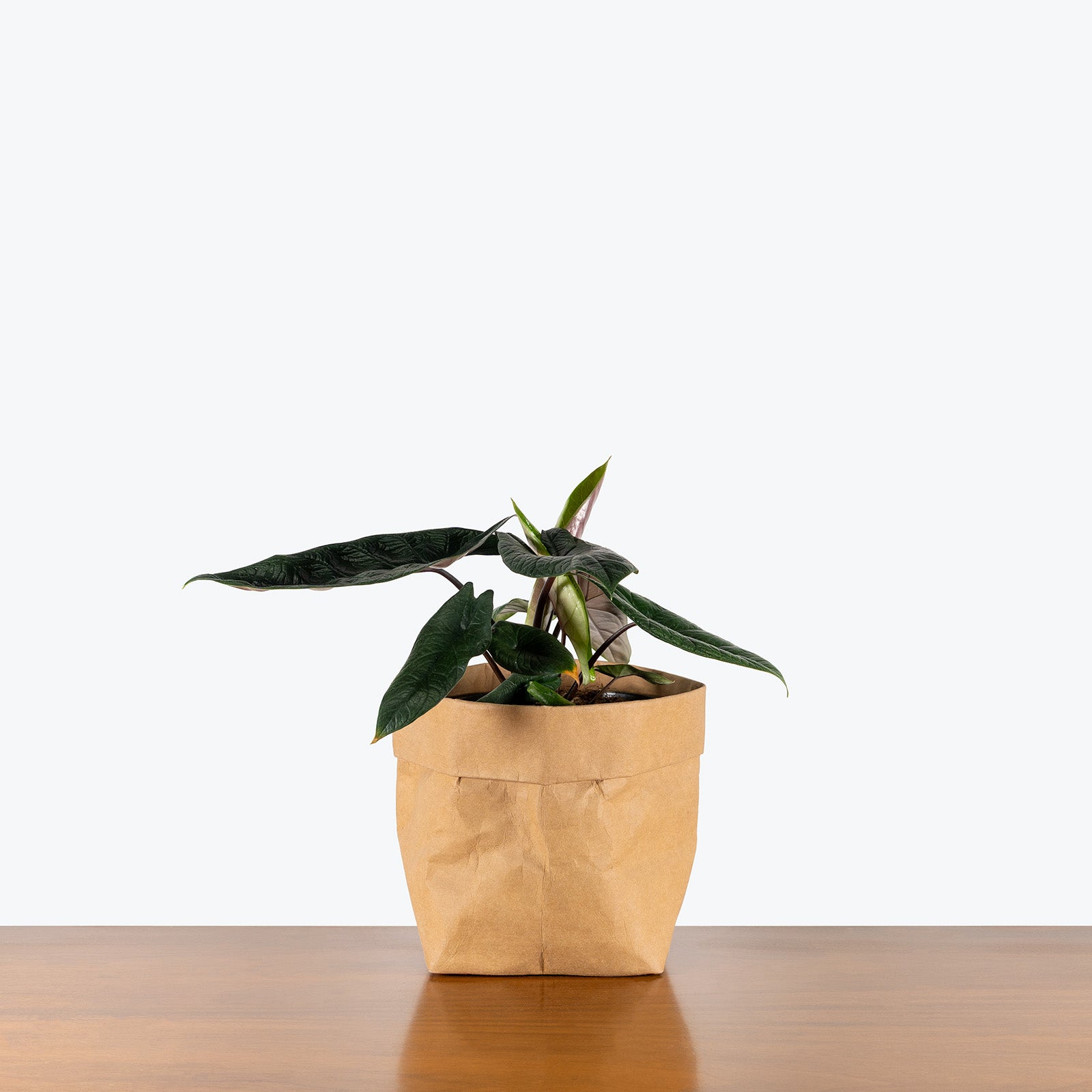 Alocasia Scalprum | Care Guide and Pro Tips - Delivery from Toronto across Canada - JOMO Studio