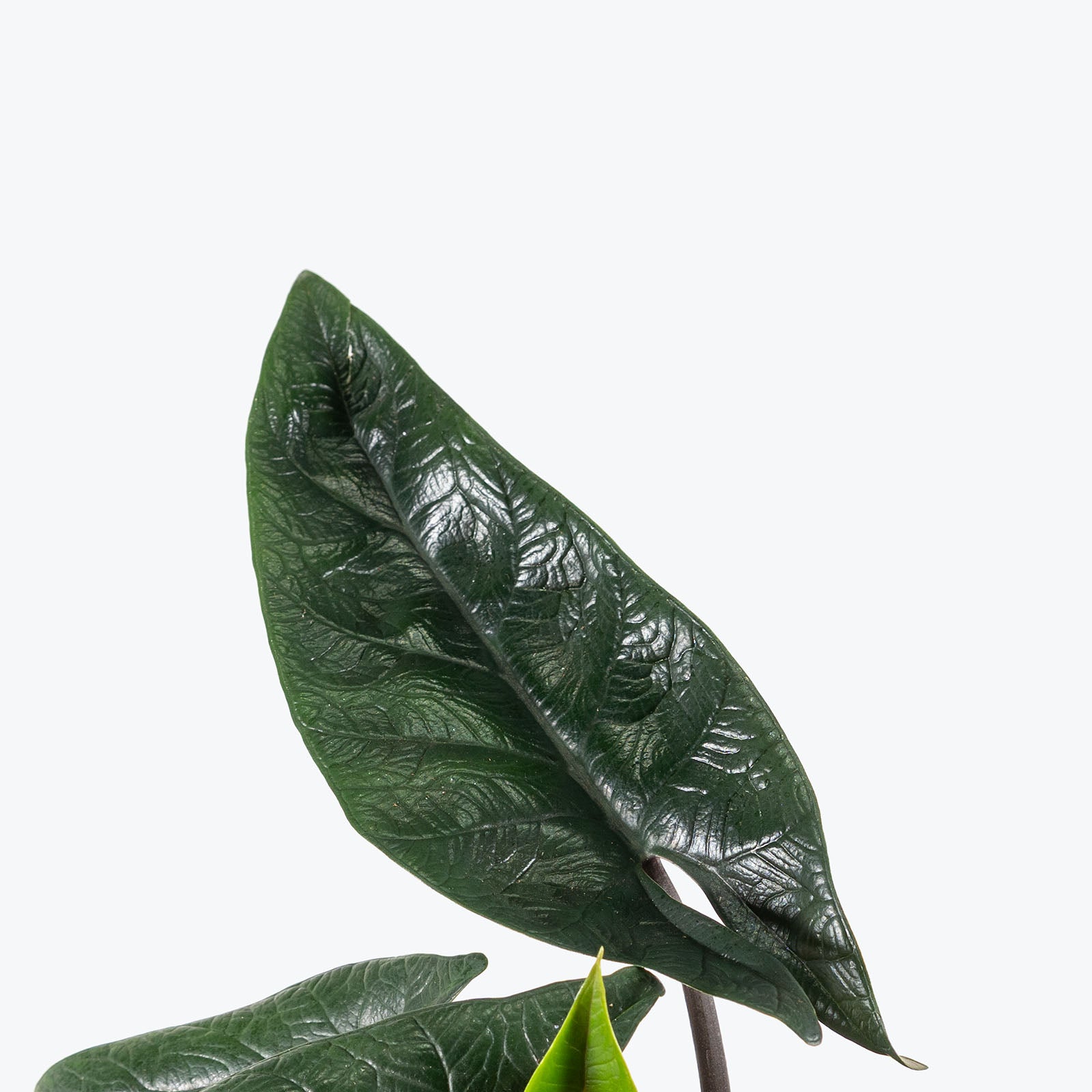 Alocasia Scalprum | Care Guide and Pro Tips - Delivery from Toronto across Canada - JOMO Studio