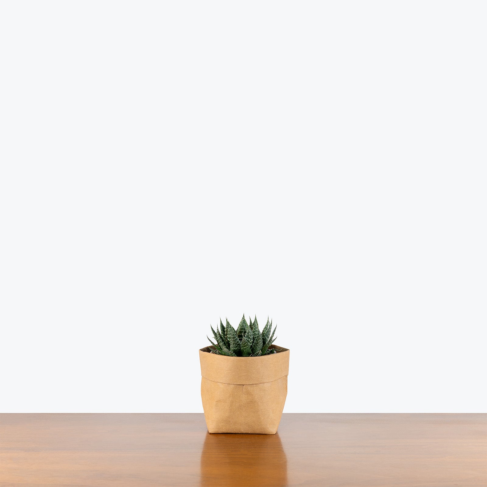 Aloe Aristata | Care Guide and Pro Tips - Delivery from Toronto across Canada - JOMO Studio