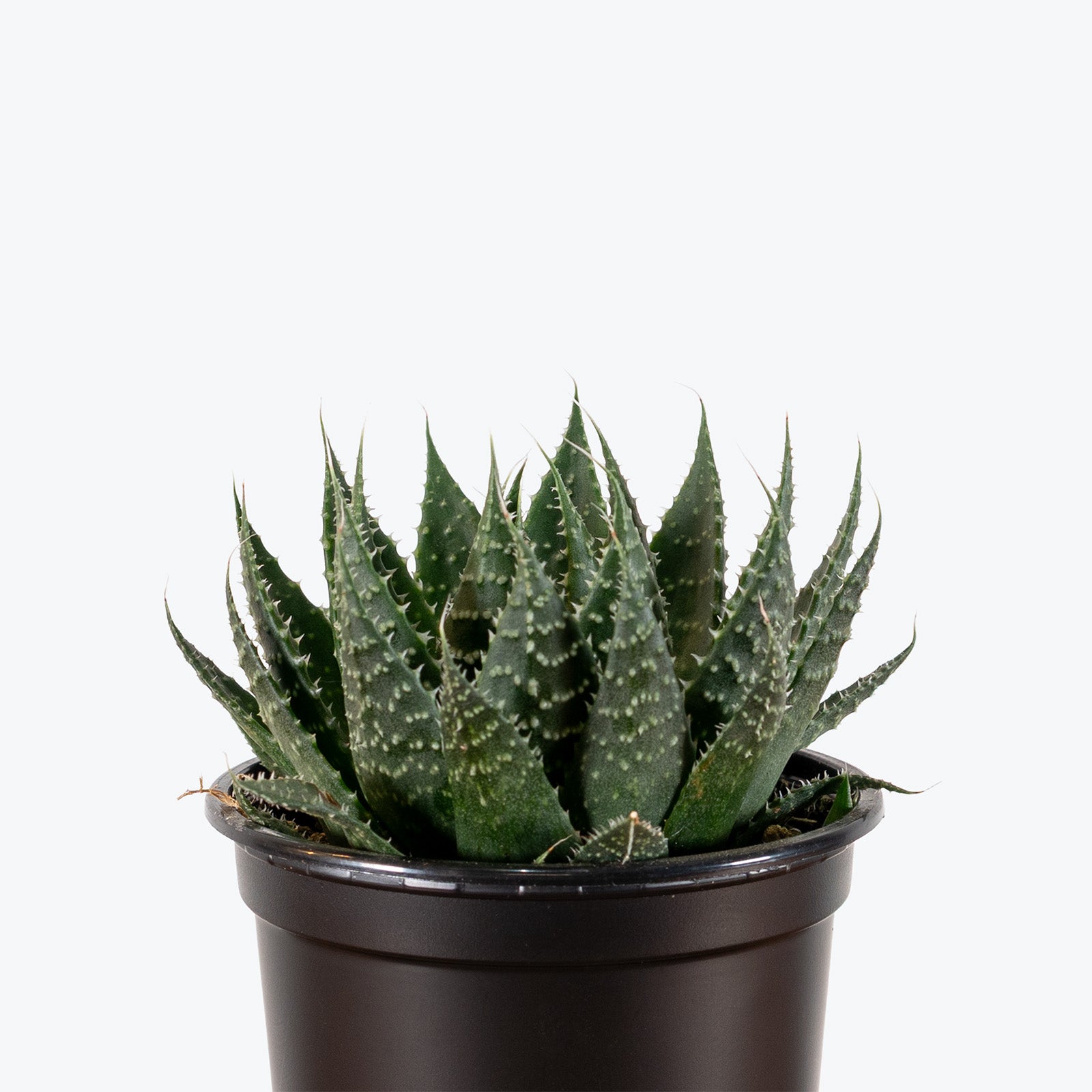 aloe vera plant toronto Aloe Aristata | Care Guide and Pro Tips - Delivery from Toronto across Canada