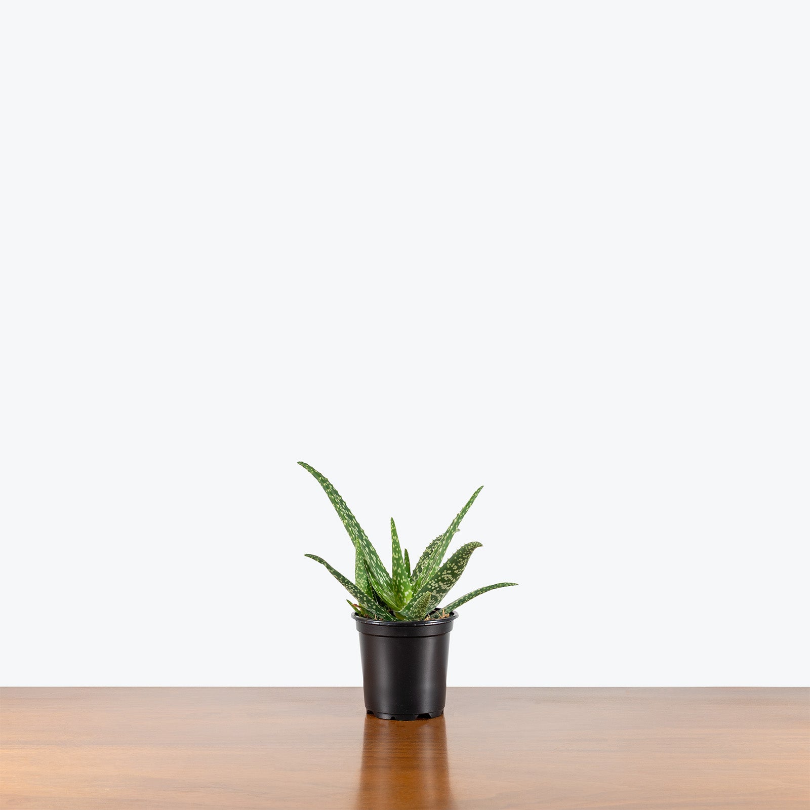 Aloe Medivera Tropical | Care Guide and Pro Tips - Delivery from Toronto across Canada - JOMO Studio