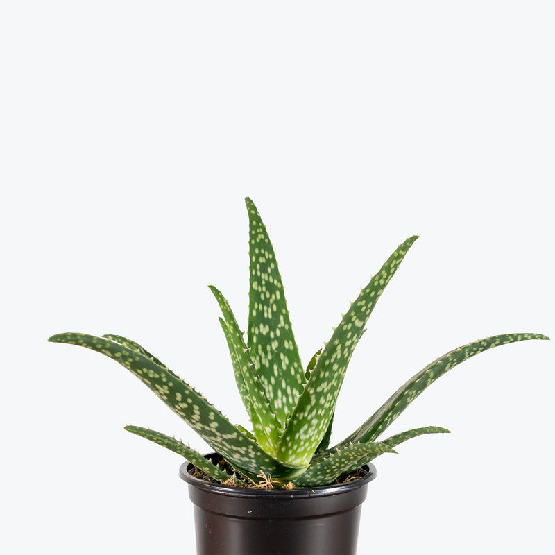 Aloe Medivera Tropical | Care Guide and Pro Tips - Delivery from Toronto across Canada - JOMO Studio