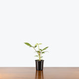 Alpine Umbrella Tree — 4" Pot