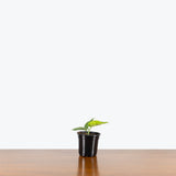 Amydrium Medium Green — 4" Pot