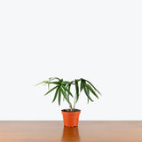 Amydrium Zippelianum — 4" Pot