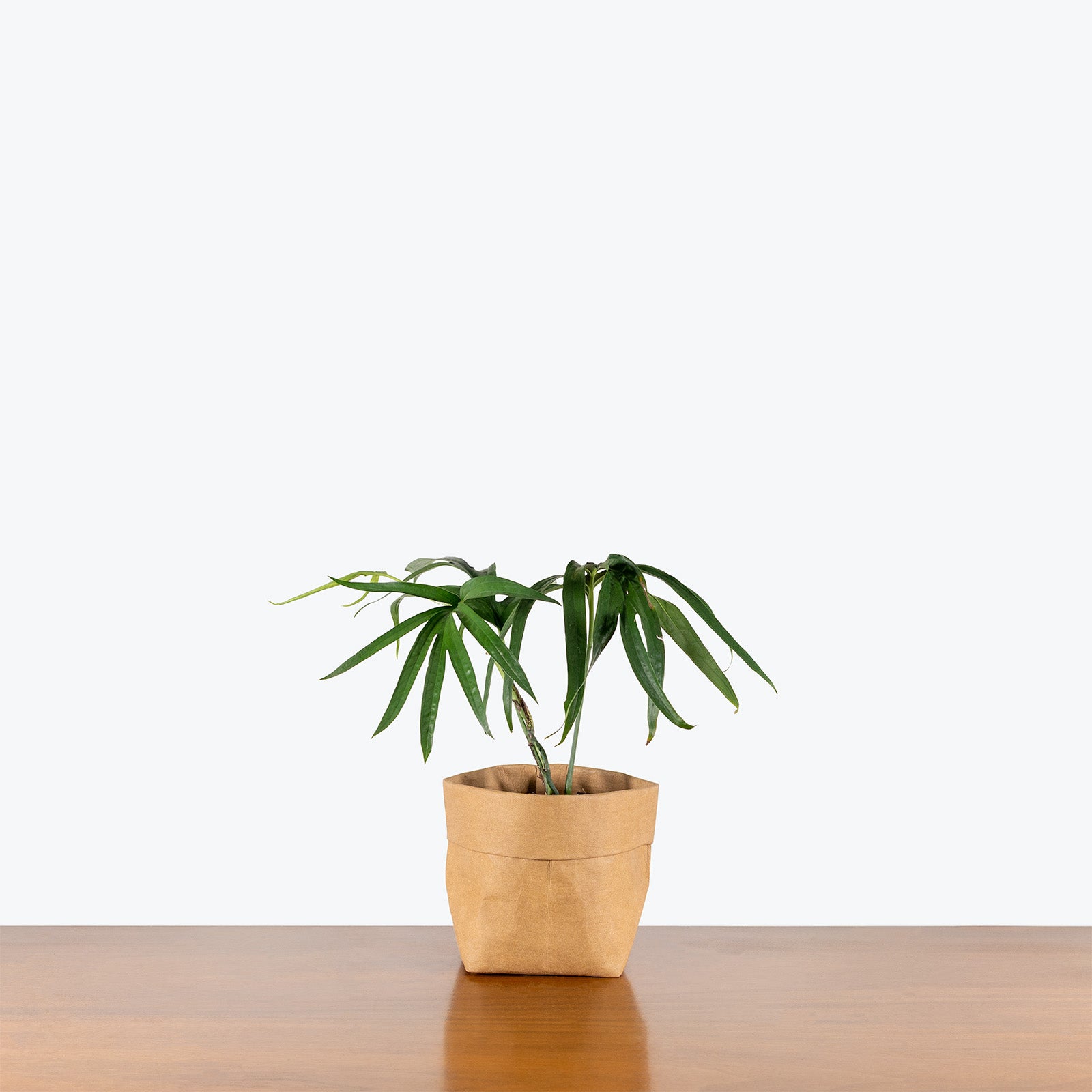 Amydrium Zippelianum | Care Guide and Pro Tips - Delivery from Toronto across Canada - JOMO Studio